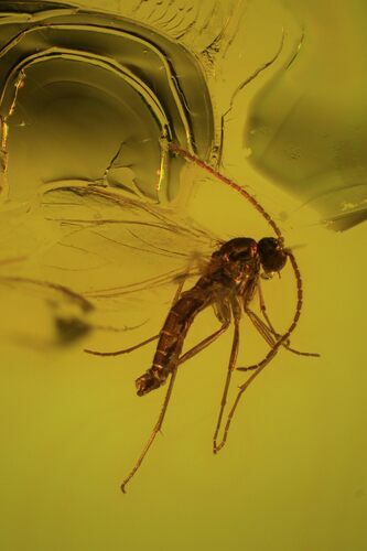 Detailed Fossil Fly (Sciaridae) In Baltic Amber #50575